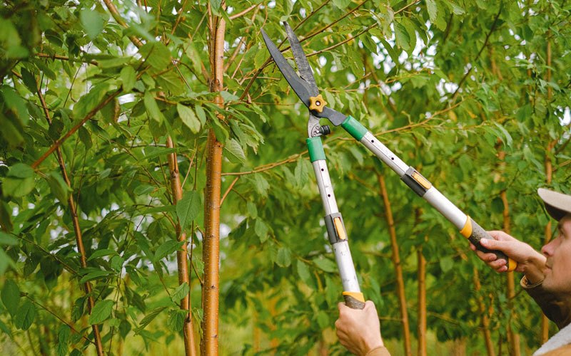 Tree trimming in Vandalia, IL