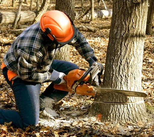 Tree Removal in Vandalia, IL